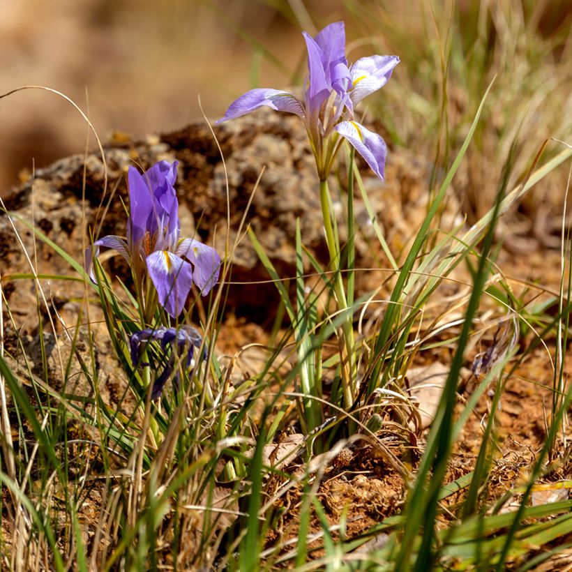 Iris unguicularis - Kretische Schwertlilie (Hafen)