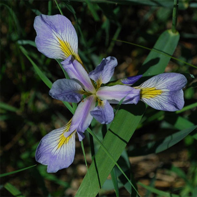 Iris versicolor - Schillernde Schwertlilie (Blüte)