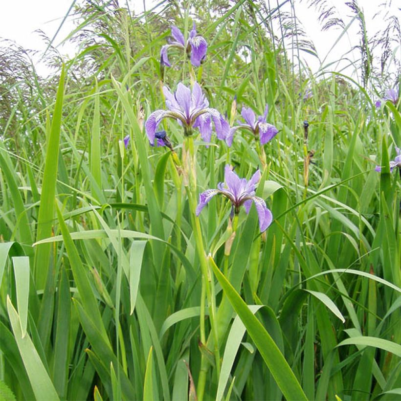 Iris versicolor - Schillernde Schwertlilie (Hafen)