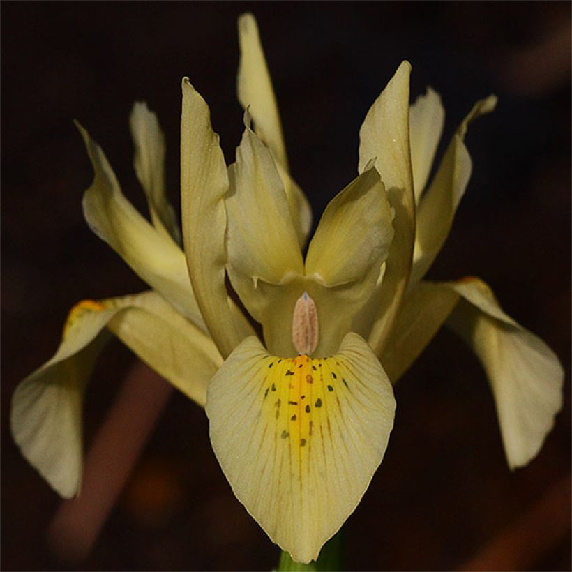 Iris winogradowii - Winogradow-Schwertlilie (Blüte)