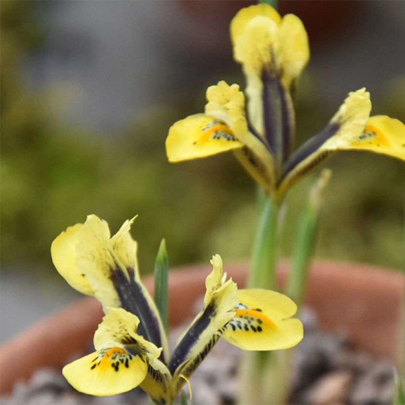 Iris reticulata Orange Glow - Netzblatt-Schwertlilie (Blüte)