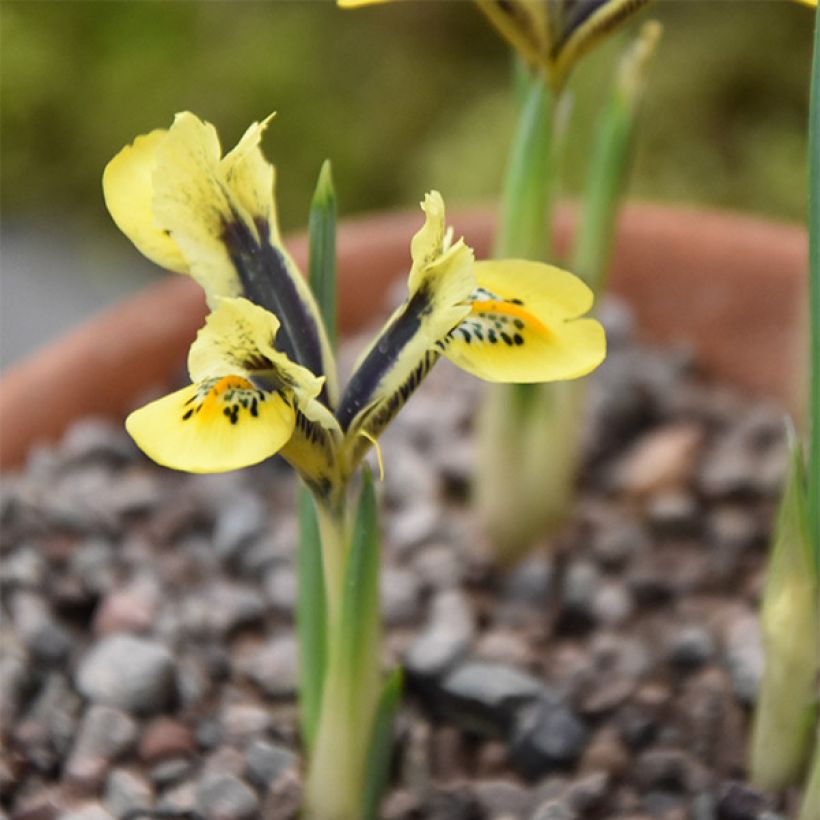 Iris reticulata Orange Glow - Netzblatt-Schwertlilie (Hafen)