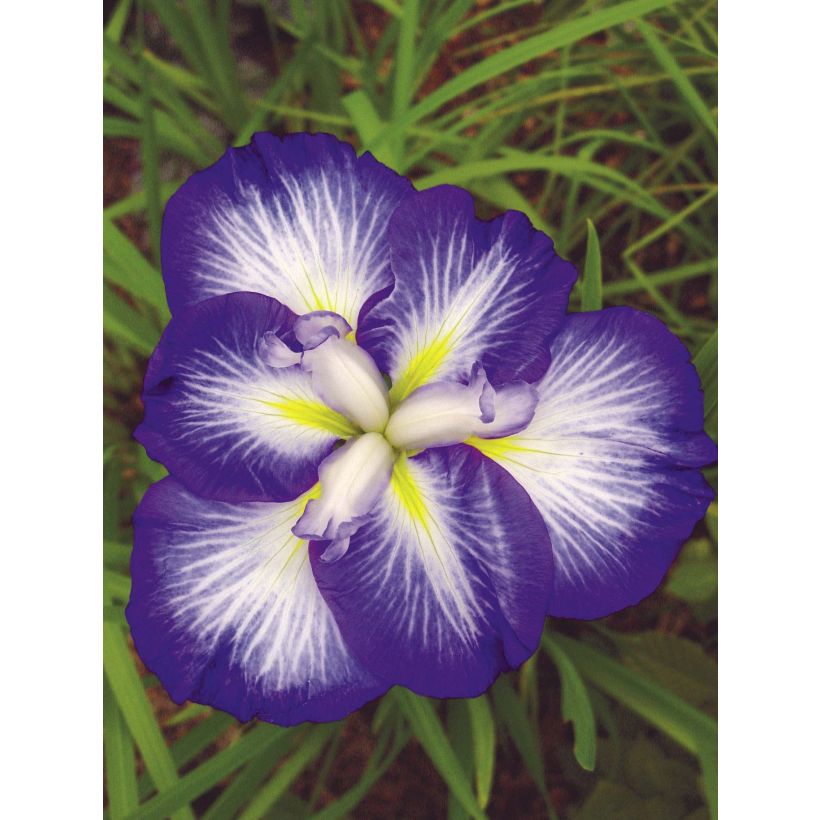 Iris ensata Gusto - Japanische Schwertlilie (Blüte)