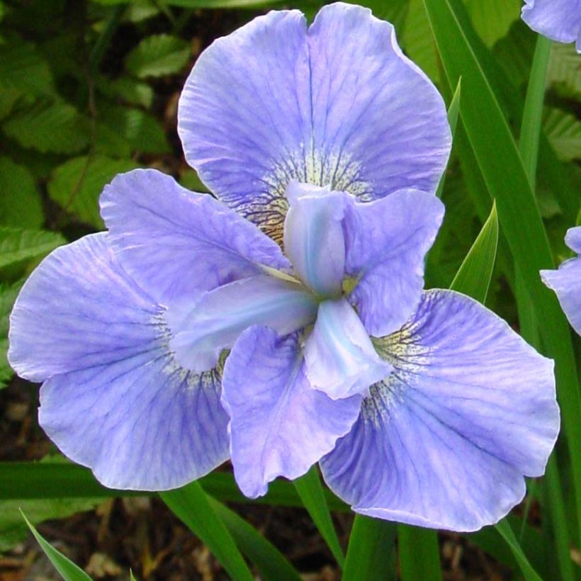 Iris sibirica Dear Delight - Sibirische Schwertlilie (Blüte)