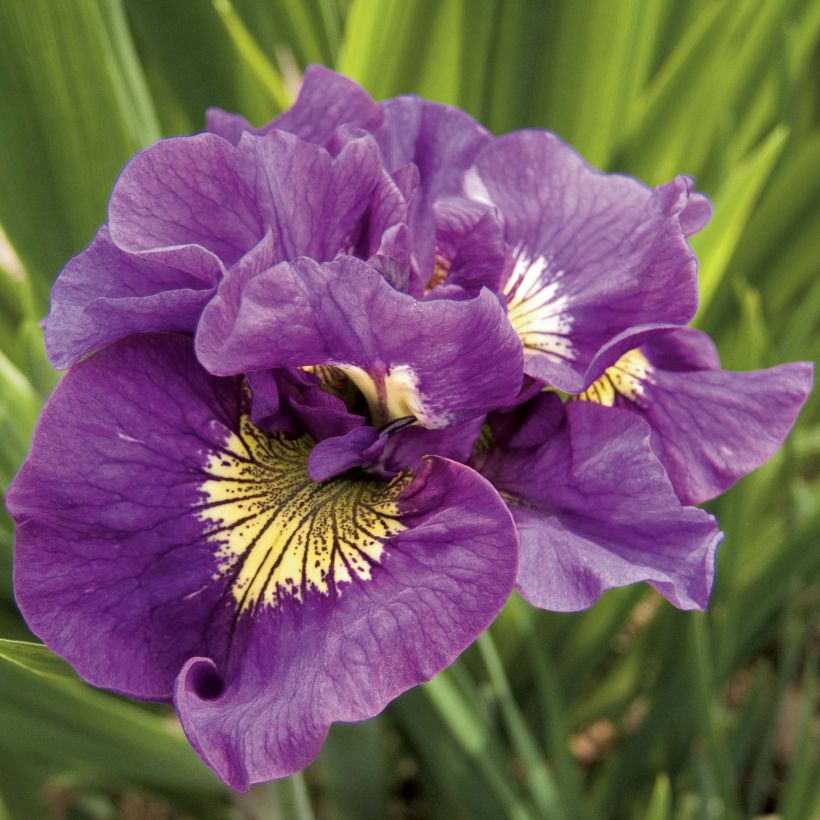 Iris sibirica Double Standard - Sibirische Schwertlilie (Blüte)