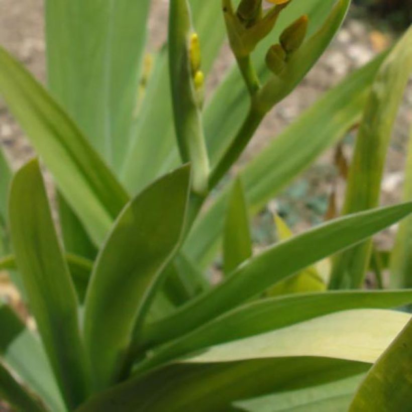 Belamcanda chinensis - Leopardenblume (Laub)