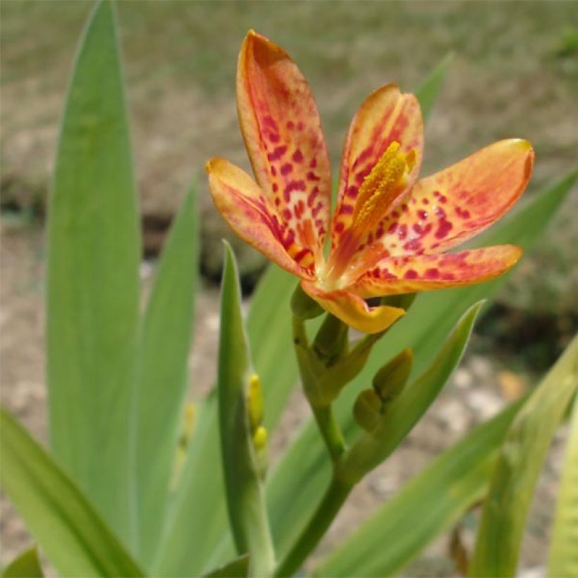 Belamcanda chinensis - Leopardenblume (Blüte)