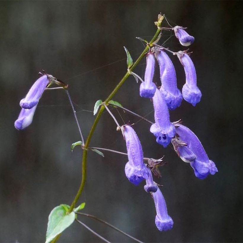 Isodon effusus (Blüte)