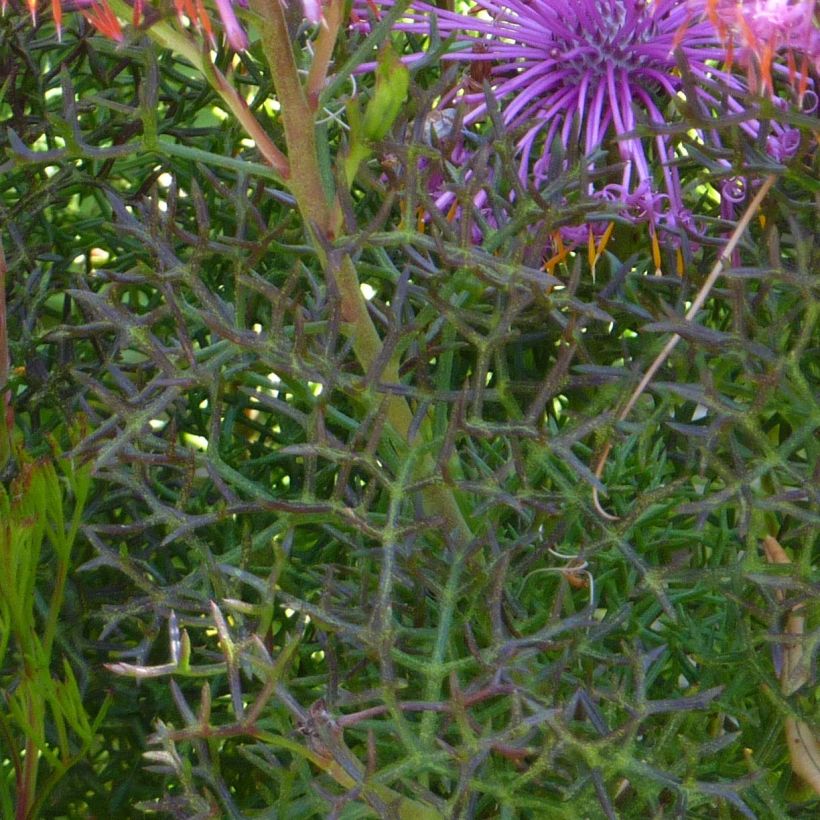 Isopogon formosus (Laub)