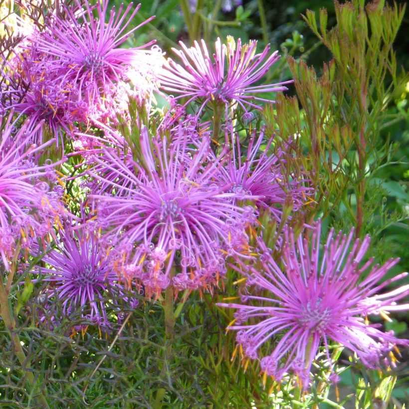 Isopogon formosus (Blüte)