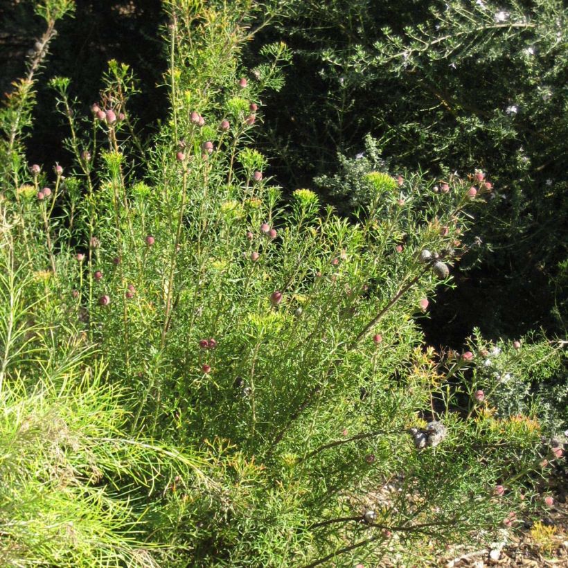 Isopogon formosus (Hafen)