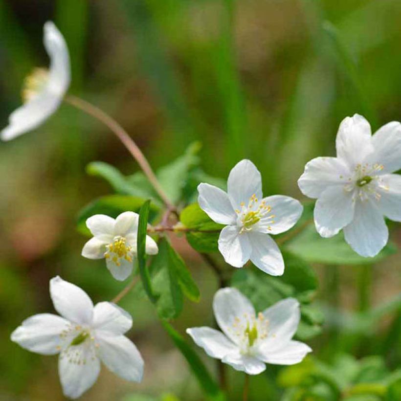 Isopyrum thalictroides - Muschelblümchen (Blüte)