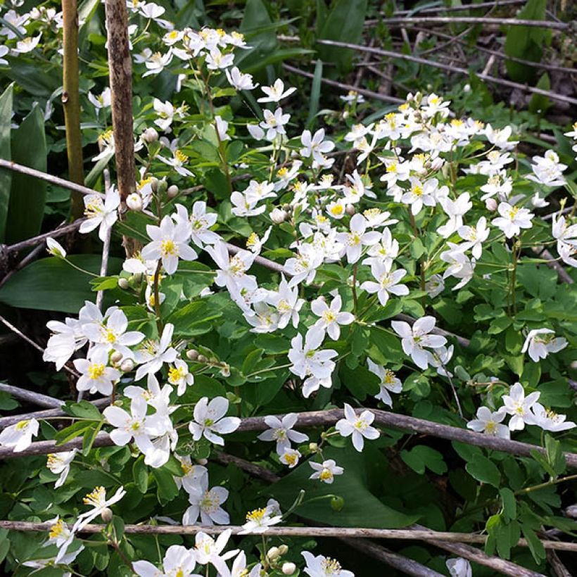 Isopyrum thalictroides - Muschelblümchen (Hafen)