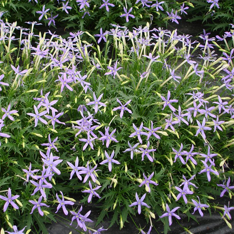 Isotoma axillaris Tristar Deep Blue - Schein-Lobelie (Blüte)