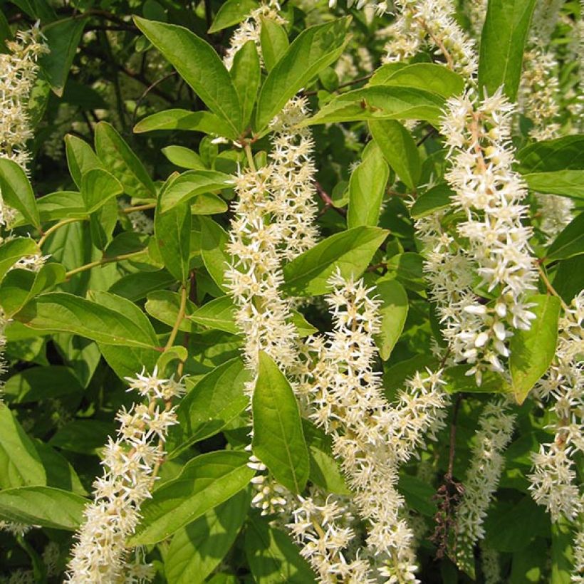 Itea virginica Little Henry - Viriginische Rosmarinweide (Blüte)