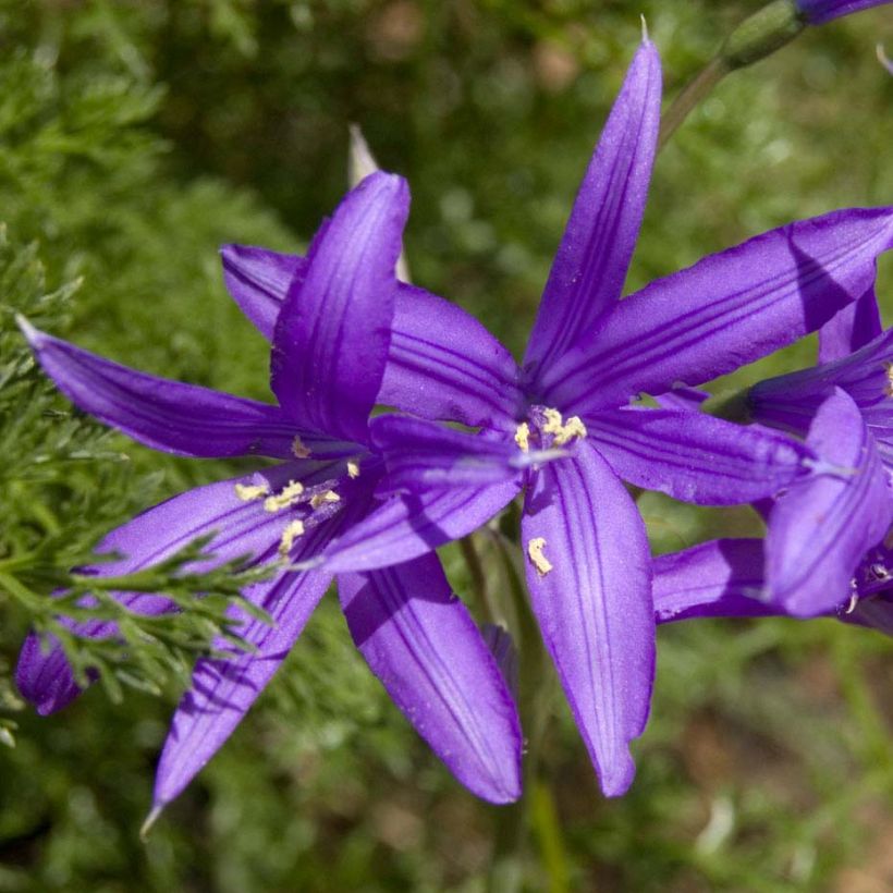 Ixiolirion tataricum - Blaulilie (Blüte)