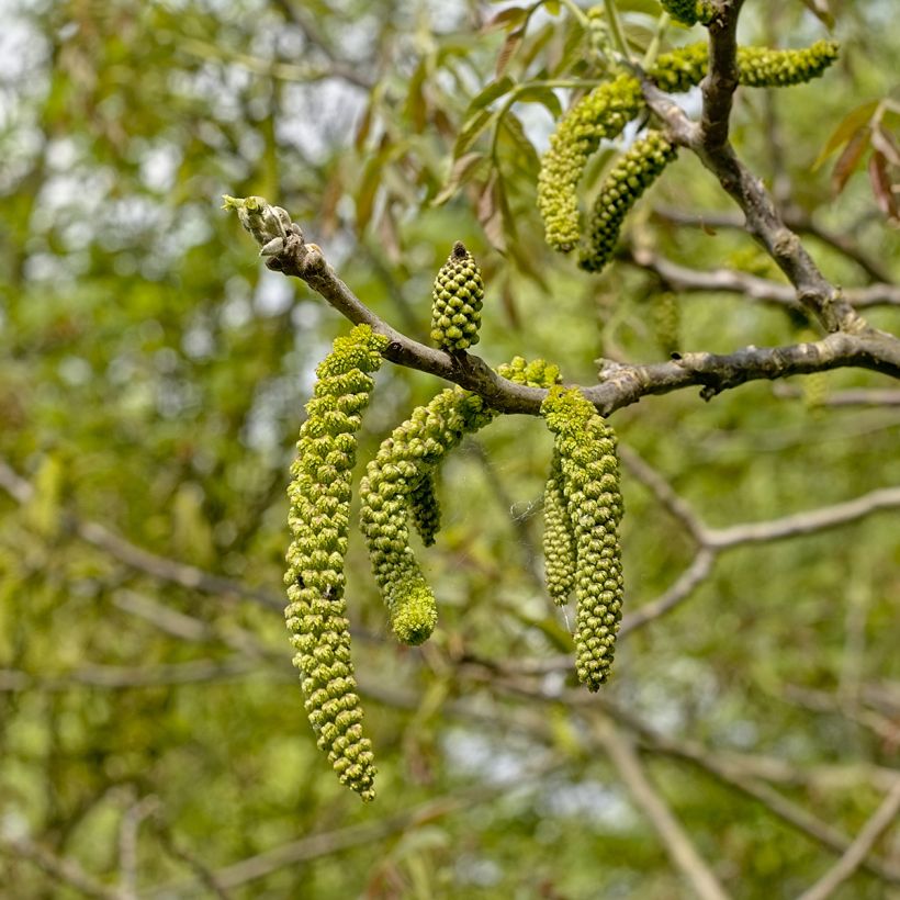 Schwarznuss - Juglans nigra (Blüte)