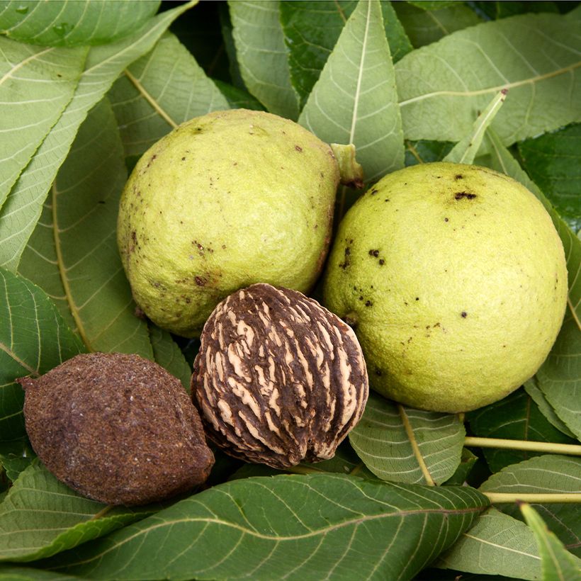 Schwarznuss - Juglans nigra (Ernte)