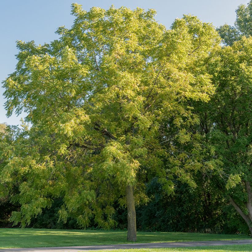 Schwarznuss - Juglans nigra (Hafen)