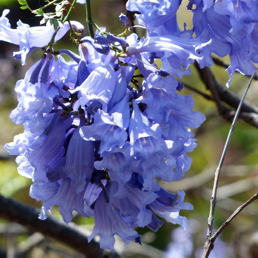 Jacaranda mimosifolia - Palisanderholzbaum (Blüte)