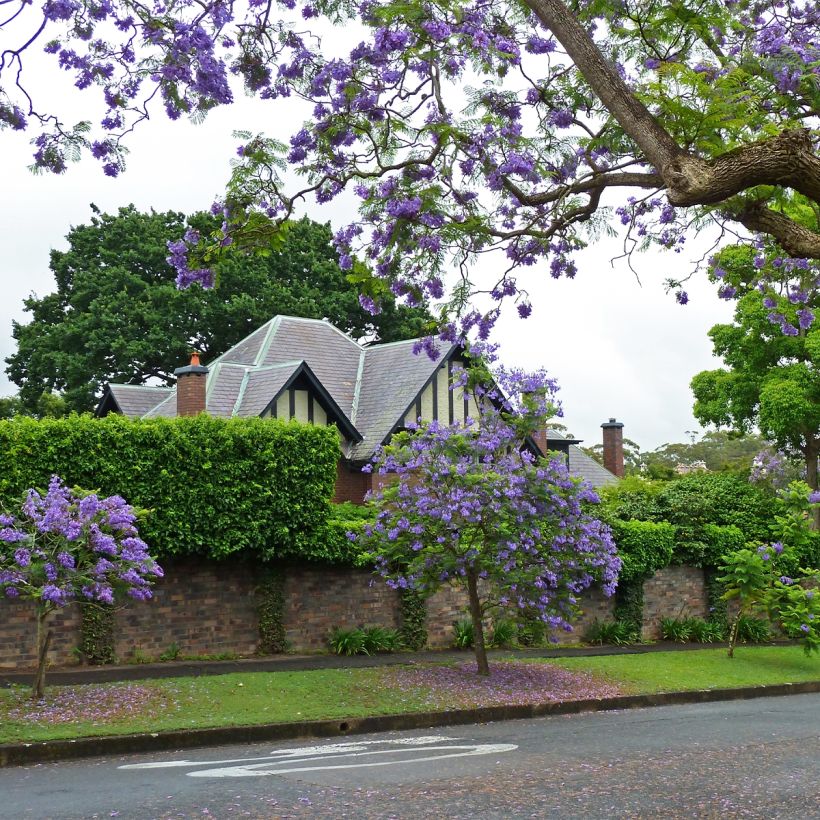 Jacaranda mimosifolia - Palisanderholzbaum (Hafen)