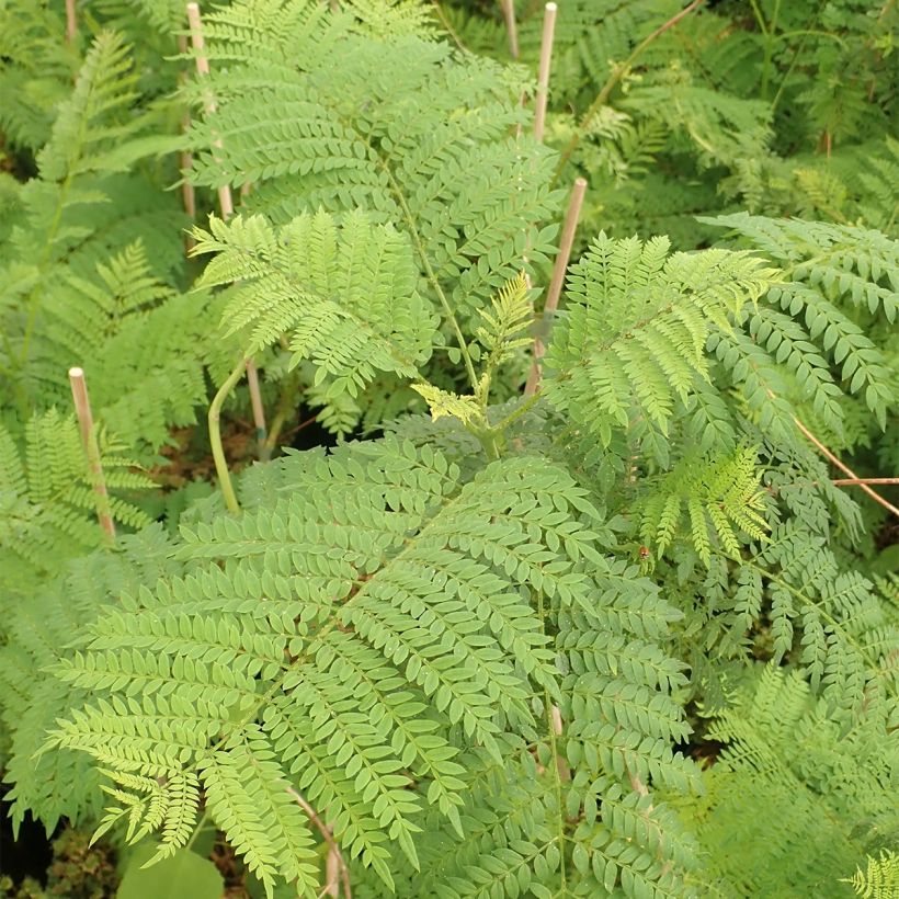 Jacaranda mimosifolia - Palisanderholzbaum (Laub)