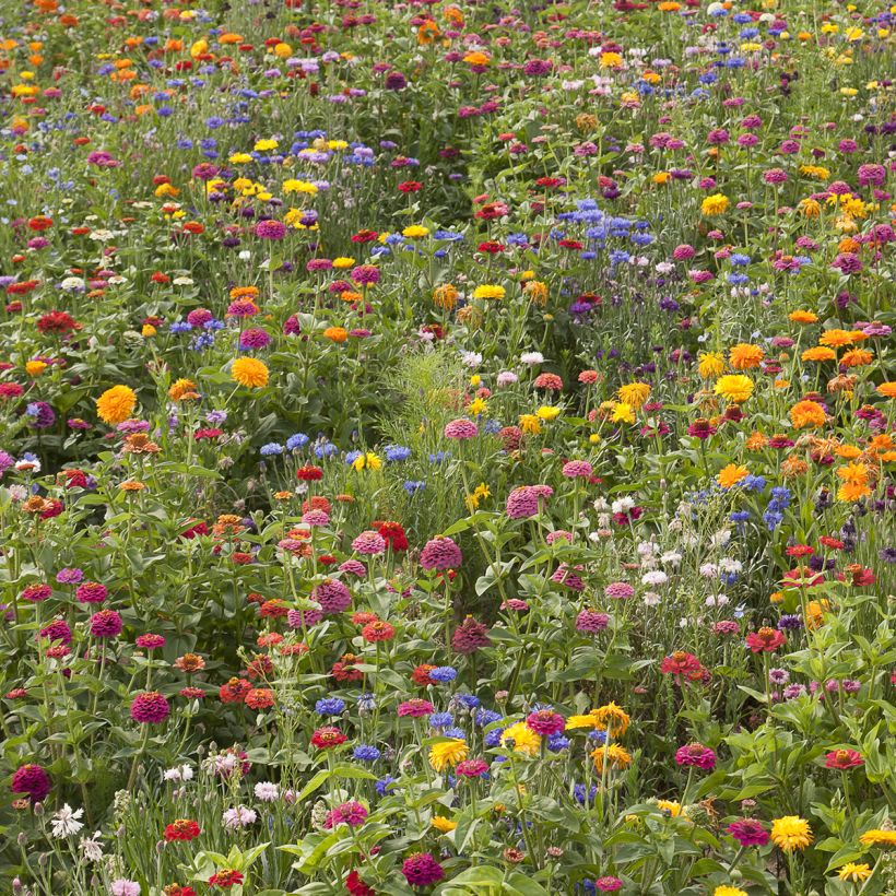 Blumenwiese mit niedrigen Blumen Schönes Frankreich (Hafen)