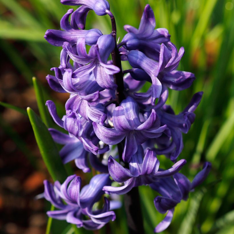 Hyazinthe Blue pearl (Blüte)