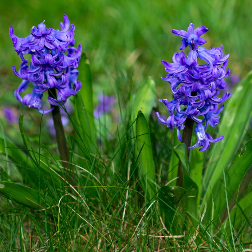 Hyazinthe Blue pearl (Hafen)