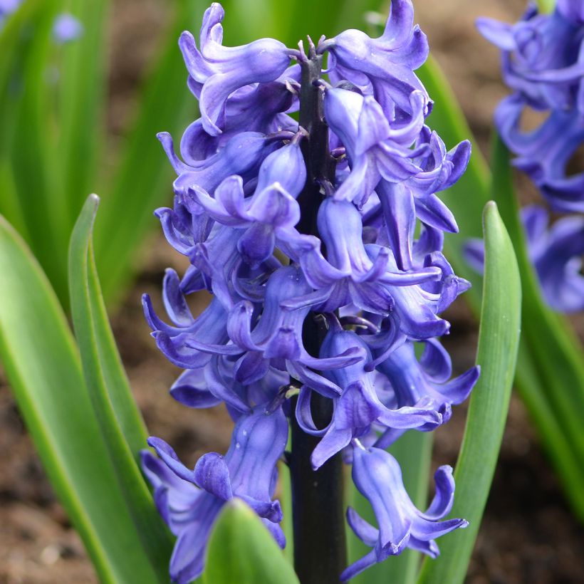 Hyazinthe Blue star (Blüte)