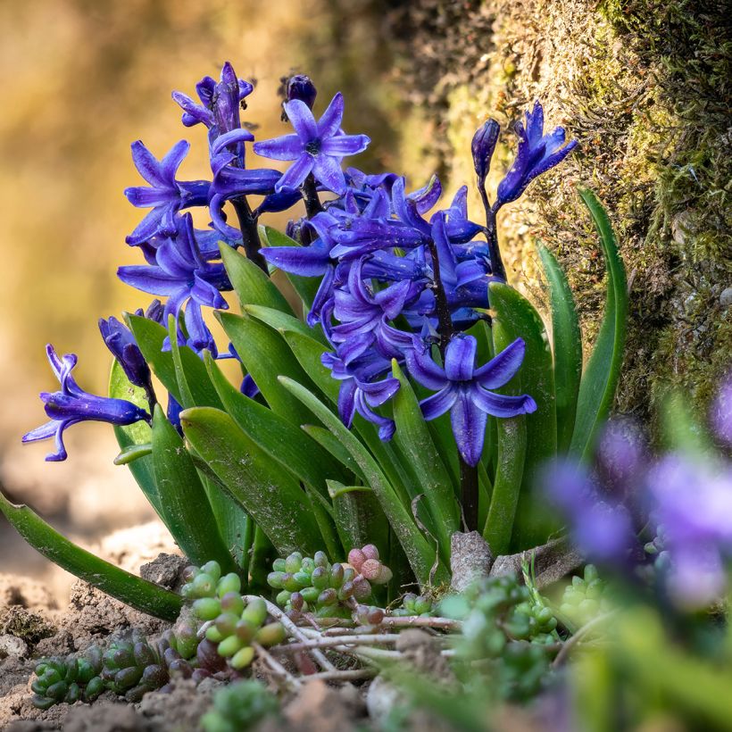 Hyazinthe Blue star (Hafen)