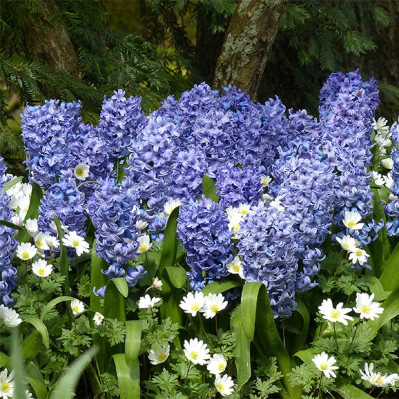 Hyazinthe Delft Blue - Zwiebel zum Treiben vorbereitet (Blüte)