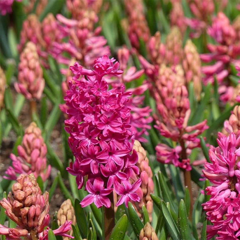 Hyazinthe Jan Bos - Zwiebel zum Treiben vorbereitet (Blüte)