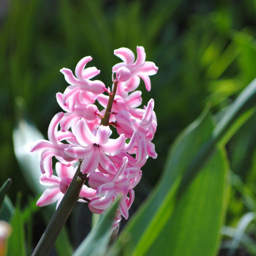 Hyazinthe Pink Pearl (Blüte)