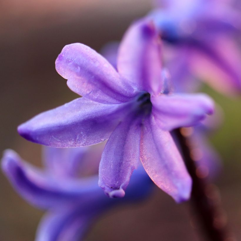 Hyazinthe Sky Jacket (Blüte)