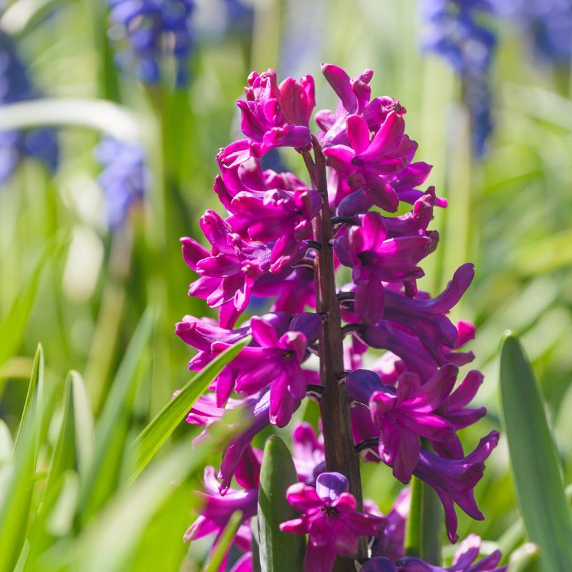 Hyazinthe Woodstock zum Forcen vorbereitet (Blüte)