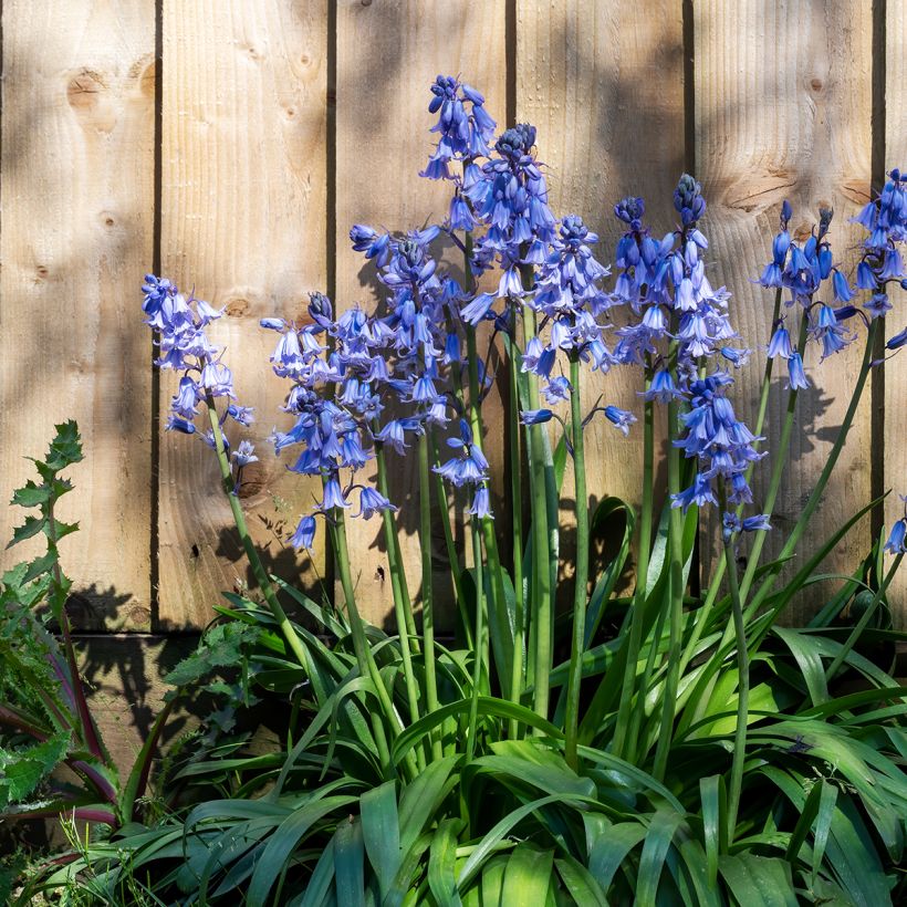 Hyacinthoides hispanica - Spanische Hasenglöckchen (Hafen)