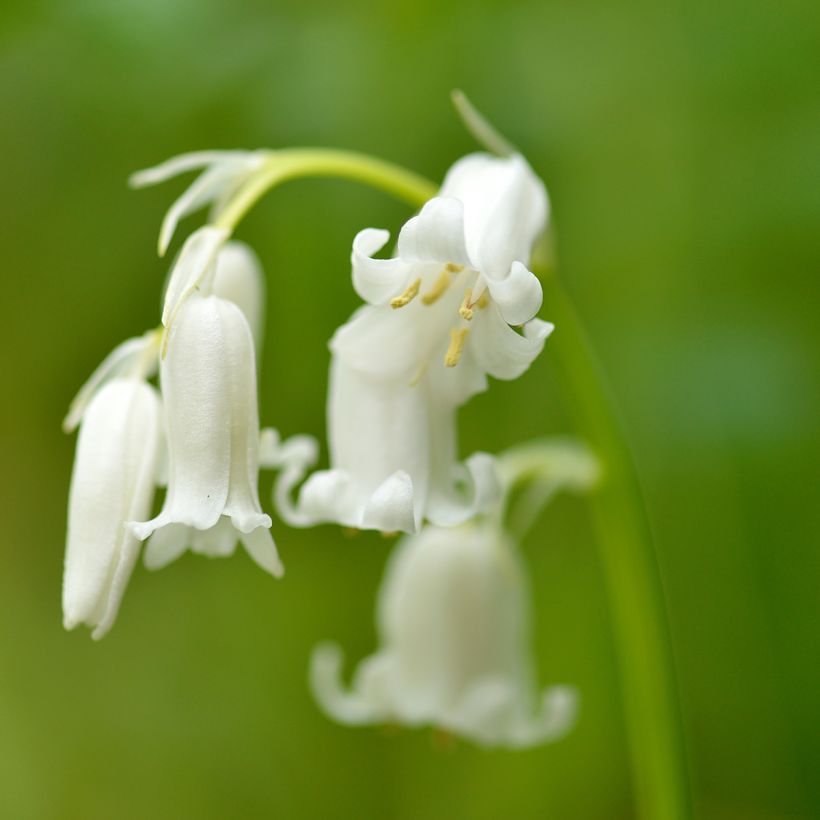 Hyacinthoides hispanica Alba - Spanische Hasenglöckchen (Blüte)