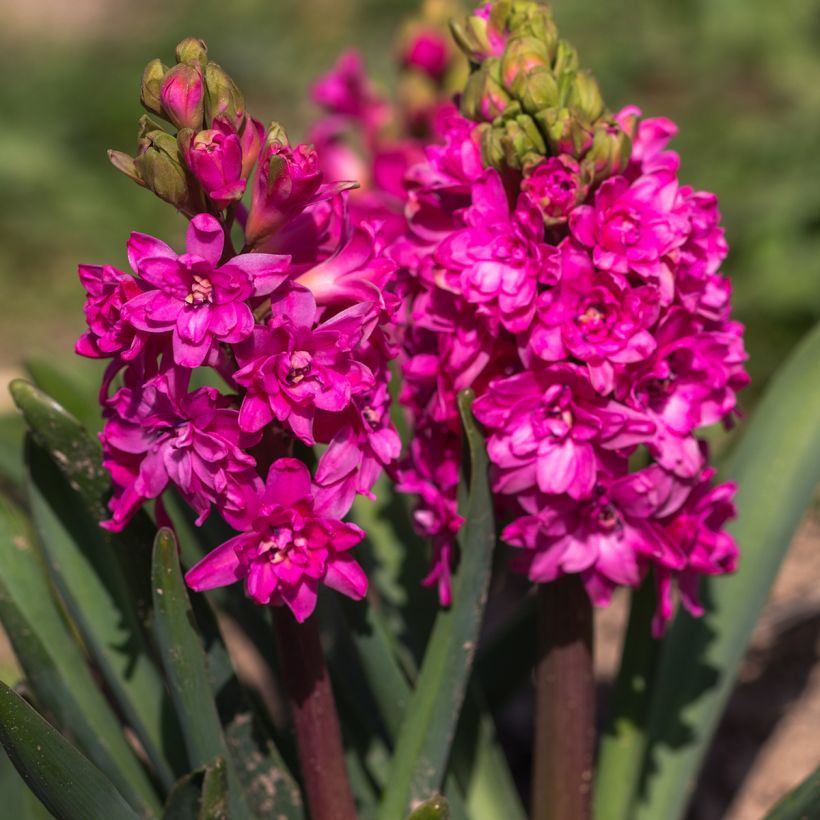 Hyazinthe Red Diamond (Blüte)