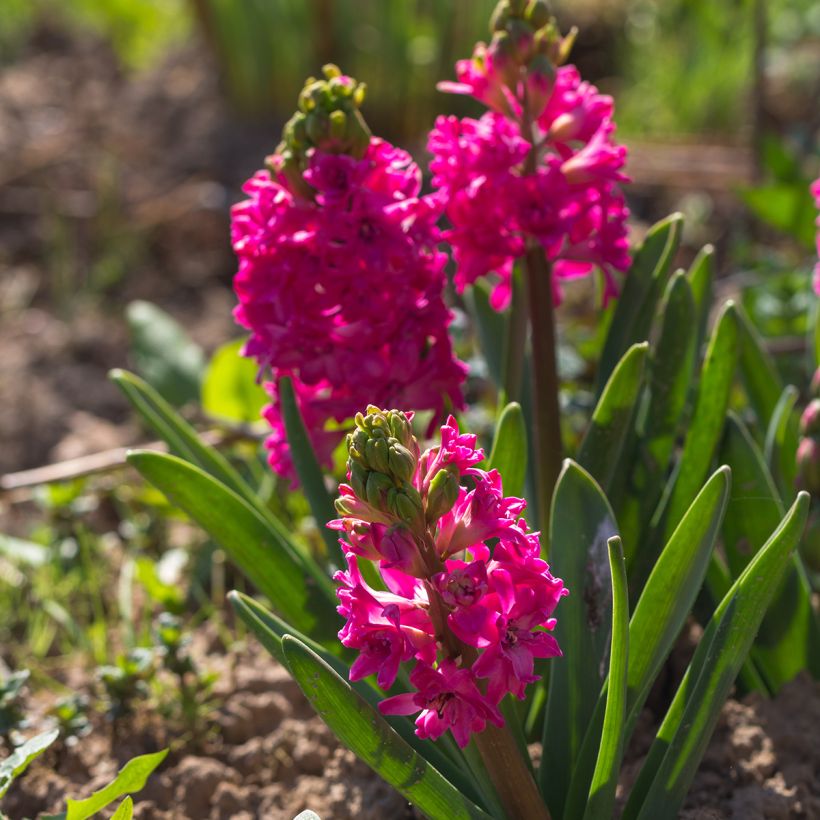 Hyazinthe Red Diamond (Hafen)