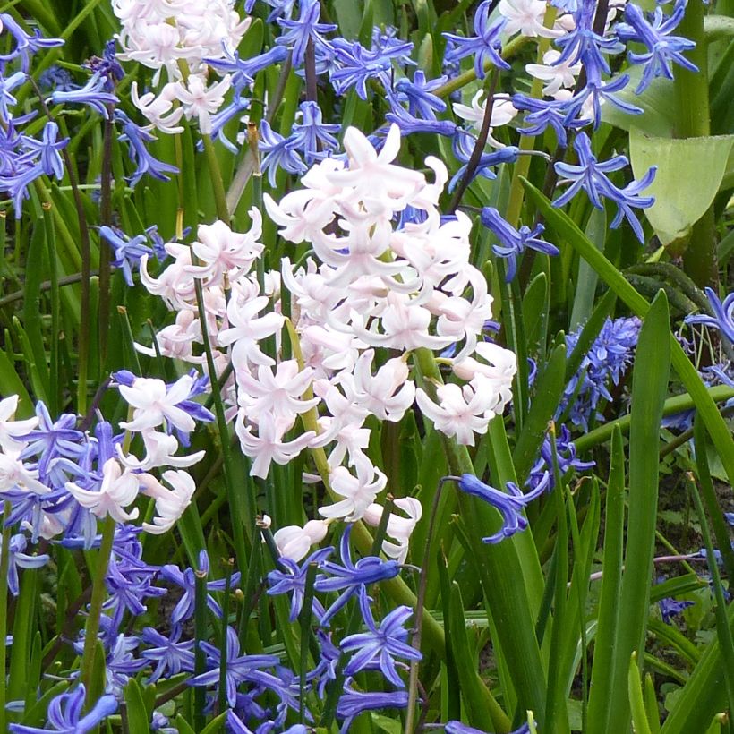 Hyazinthe Multiflora White (Blüte)