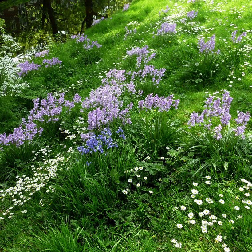 Hyacinthoides hispanica Mix - Spanische Hasenglöckchen (Hafen)