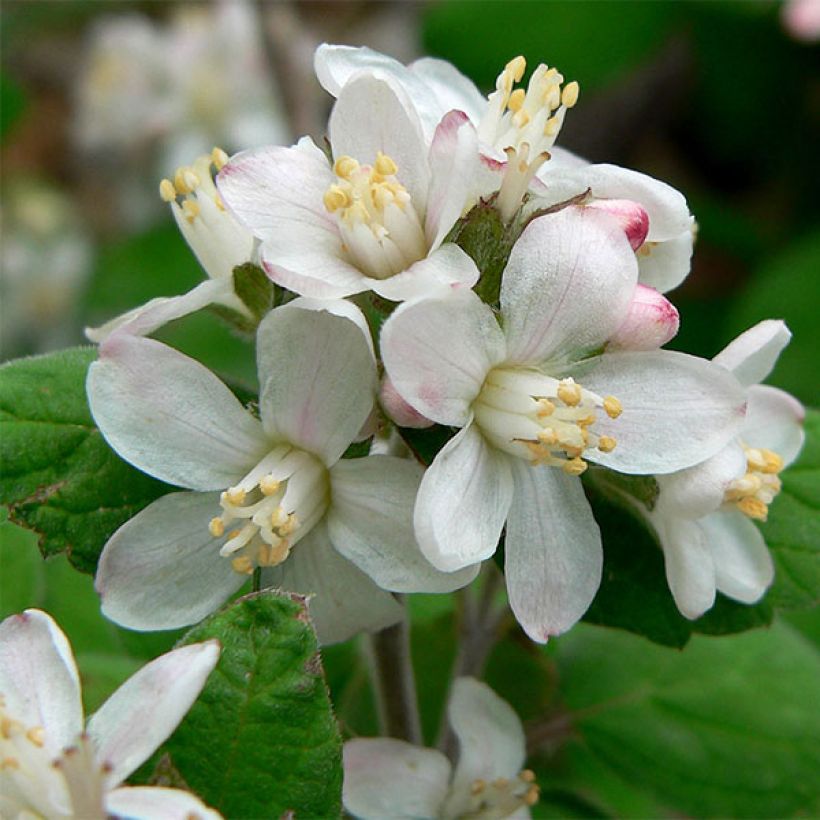 Jamesia americana - Jamesie (Blüte)