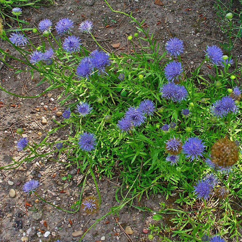 Jasione laevis Blaulicht - Ausdauerndes Sandglöckchen (Hafen)