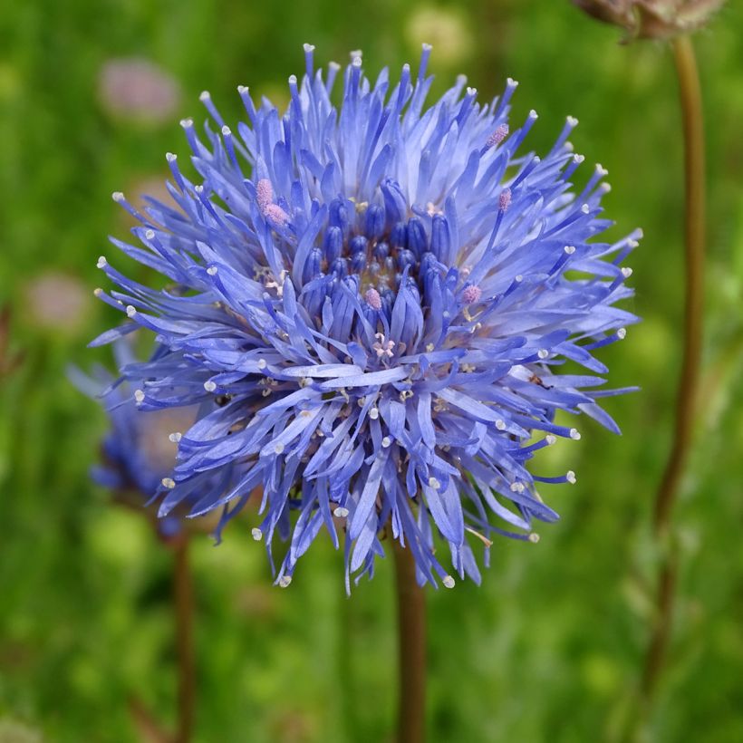 Jasione laevis Blaulicht - Ausdauerndes Sandglöckchen (Blüte)