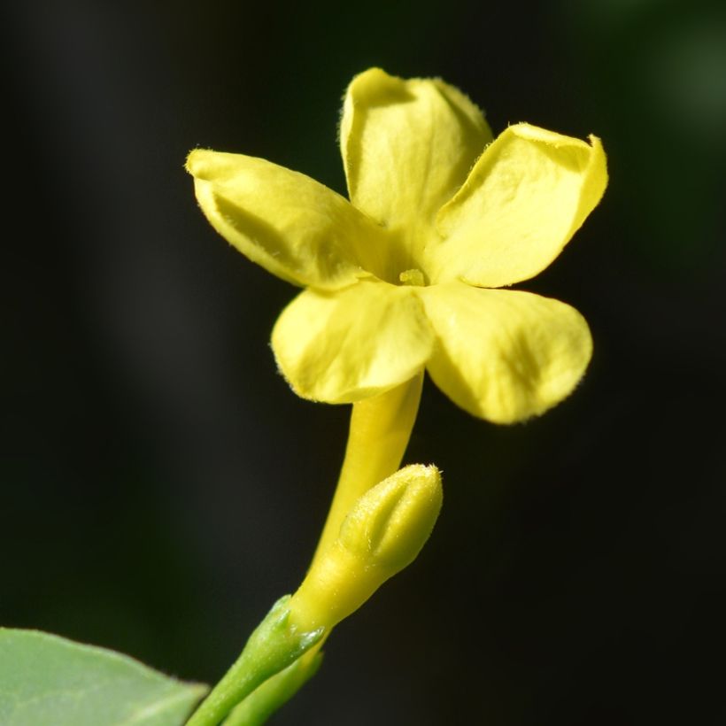 Jasminum humile Revolutum - Gelber Jasmin (Blüte)