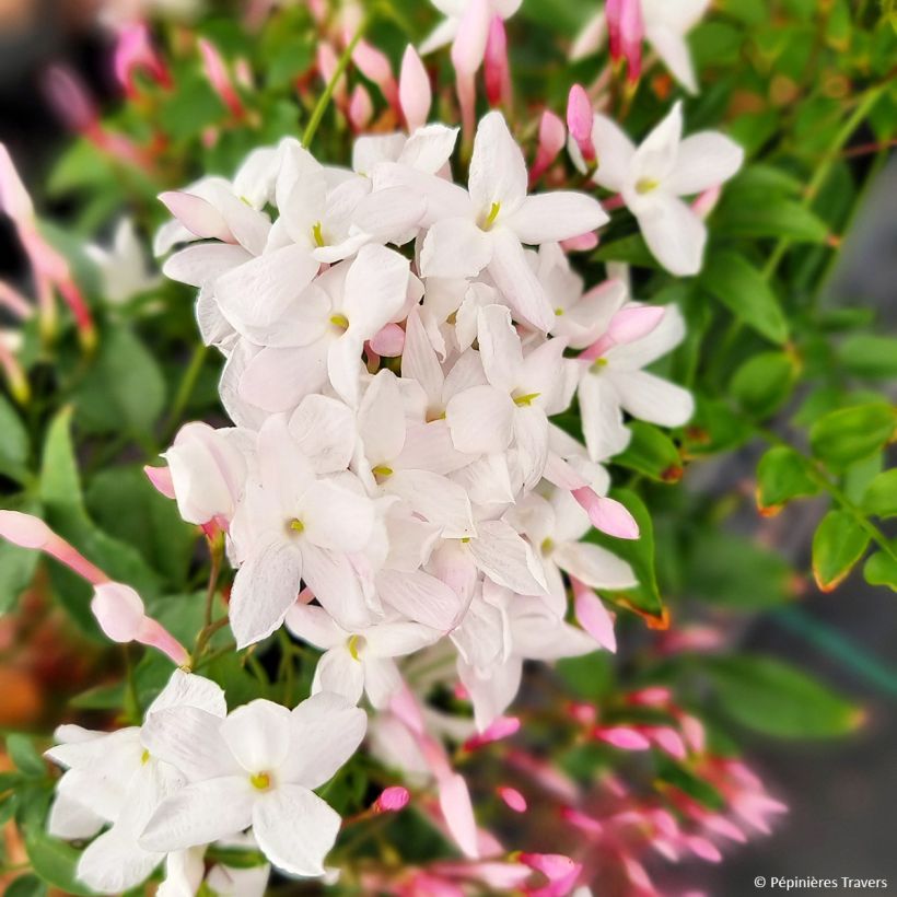 Jasminum Starry Night - Jasmin (Blüte)