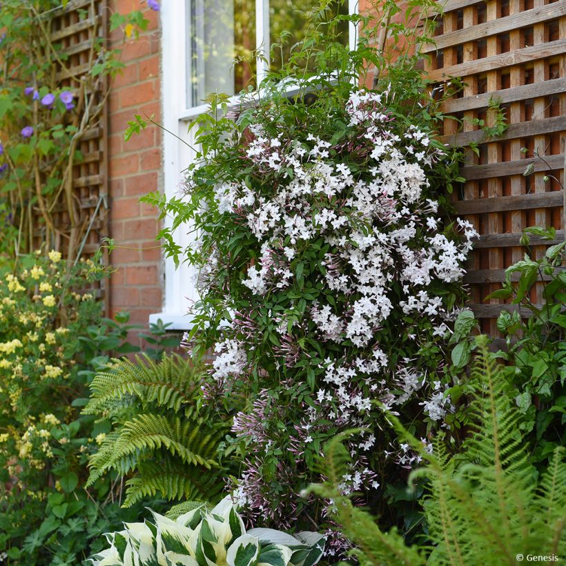 Jasminum Starry Night - Jasmin (Hafen)