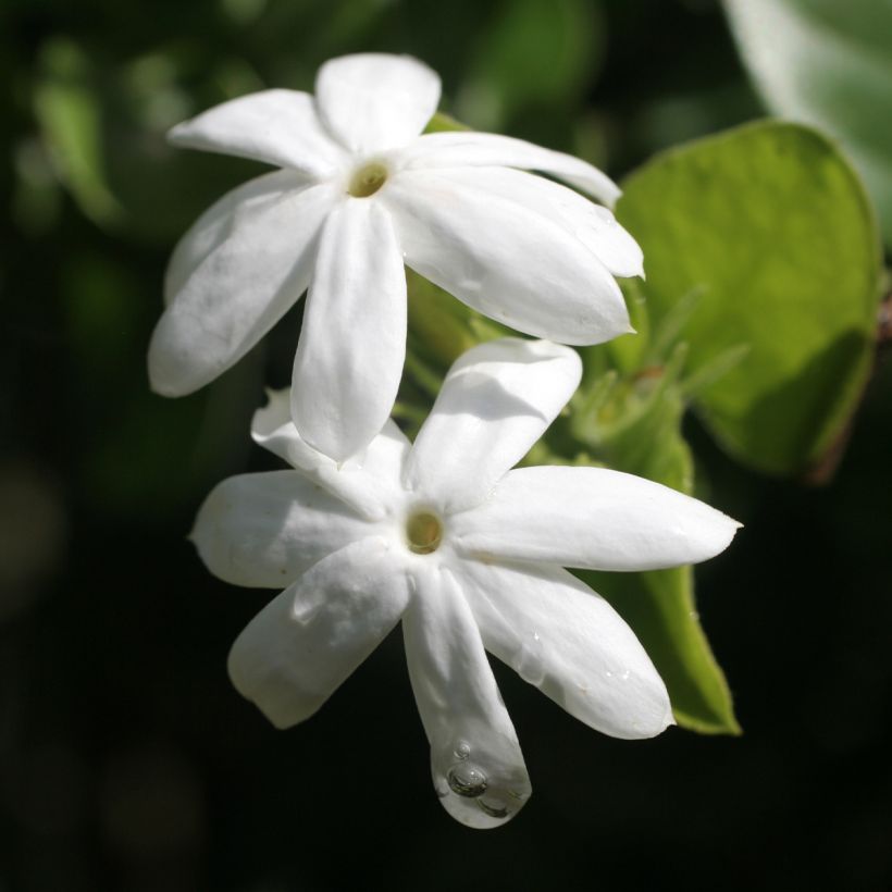 Jasminum officinalis f. affine Affinis - Echte Jasmin (Blüte)