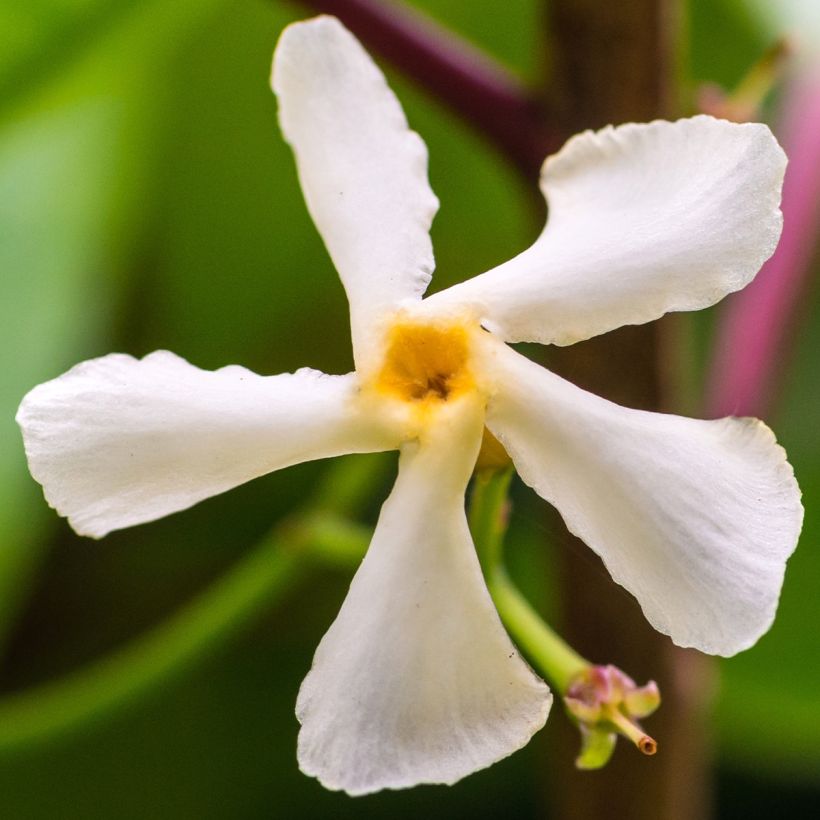 Sternjasmin Waterwheel - Trachelospermum (Blüte)